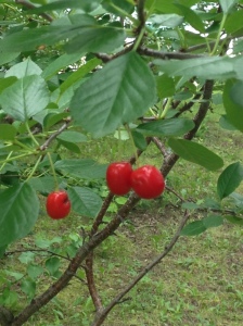 Manitoba Sour Cherries